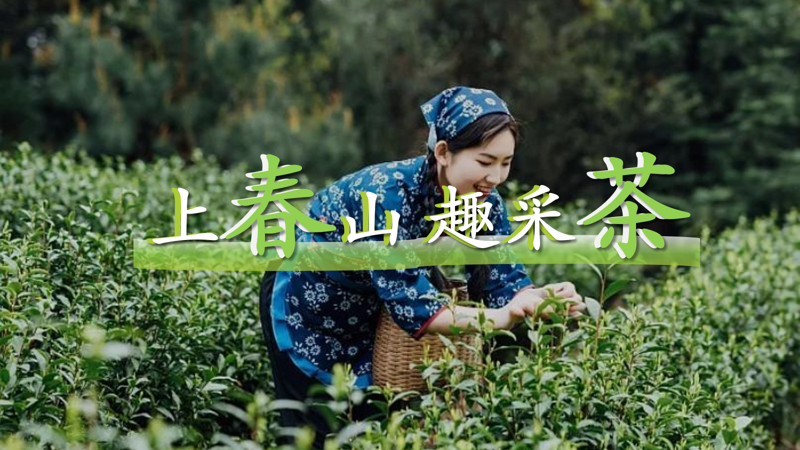 成都團(tuán)建|采茶團(tuán)建1日，上春山趣采茶